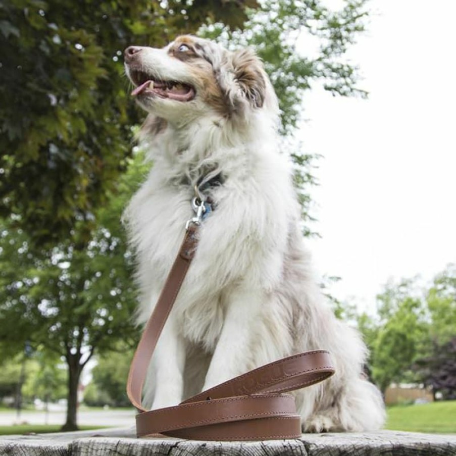 Rogue Gear & Accessories * | Rogue Fitness Rogue Leather Dog Leash