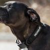 Rogue Gear & Accessories * | Rogue Fitness Rogue Nylon Dog Collar