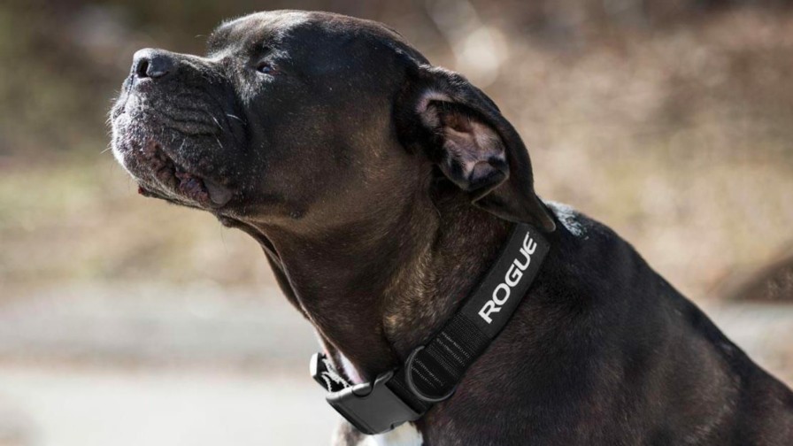 Rogue Gear & Accessories * | Rogue Fitness Rogue Nylon Dog Collar