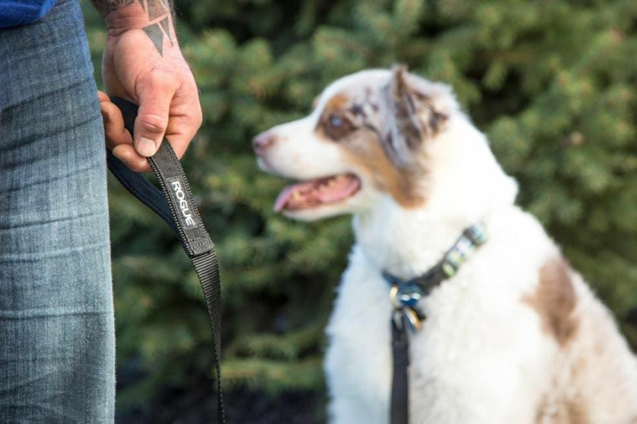 Rogue Gear & Accessories * | Rogue Fitness Rogue Nylon Dog Leash